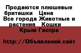 Продаются плюшевые бриташки › Цена ­ 2 500 - Все города Животные и растения » Кошки   . Крым,Гаспра